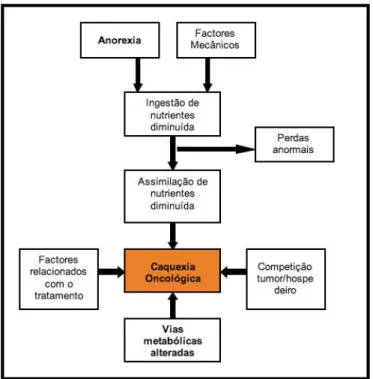 Figura 5: Mecanismos da Caquexia Oncológica (adaptado de Hand et al, 2000). 