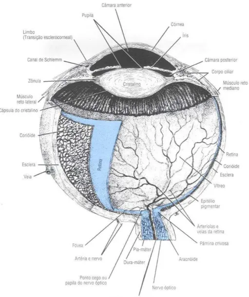Figura  1.  Estruturas  do  globo  ocular.  Adaptado  de:  Junqueira,  L.C.,  Carneiro, J