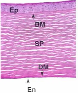 Figura  3.  Microfotografia  de  corte  transversal  da  córnea.  Adaptado  de: 