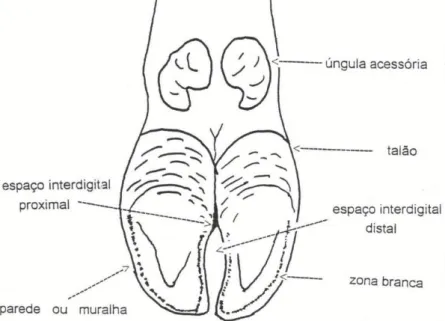 Figura 1 - Aspeto plantar do pé (Serrão, 1996). 