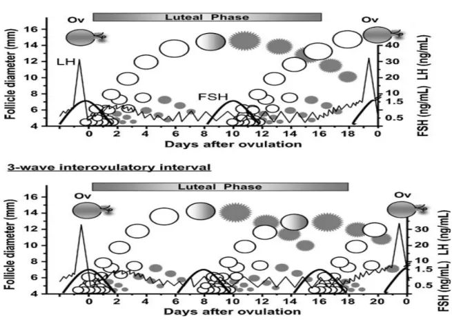 Figura  1:  Representação  gráfica  de  ciclos  éstricos  com  duas  e  três  ondas  de  crescimento  folicular  (extraído de Adams, Jaiswal &amp; Malhi, 2008) 