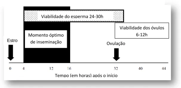 Figura 3- Momento óptimo de inseminação 