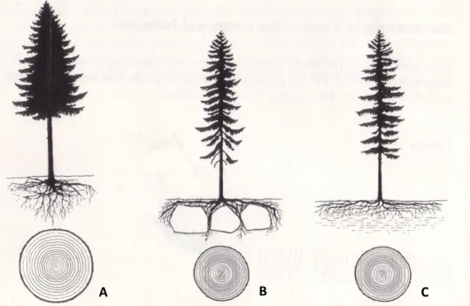 Figura  4.  Reacções  da  árvore  ao  tipo  de  solo  [A]  raízes  profundas,  subsolo  fino  e  húmido; árvores grandes com copa compacta e anéis de crescimento largos  [B] raízes  superficiais, subsolo rochoso e seco; árvores pequenas com copas descaídas