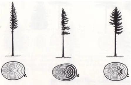 Figura 6. Reacções da árvore ao vento [A] vento muito leve a soprar num  dos lados da árvore, com o vento a soprar apenas contra uma pequena  área da árvore; medula excêntrica mas sem sinal de lenho de reacção [B] 