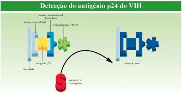 Figura 2.6 – Modo de acção do ensaio ELISA para a determinação do grau de infecção   (adaptado de <http://www.innogenetics.be/fotos/INNOTEST_HIV_Ag_mAb_CE.pdf>) 