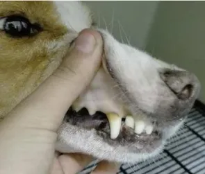 Figura 3- Palidez das mucosas num cão diagnosticado com Babesiose Canina (Original). 