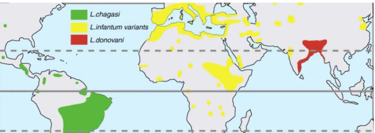 Figura 5- Mapa das áreas geográficas endémicas de L.infantum, L.donovani e  L.chagasi (Intitute of Tropical Medicine, s.d.) 