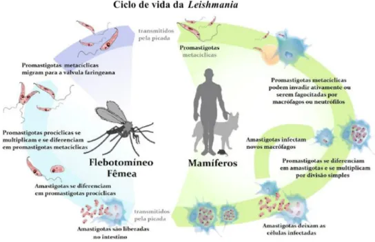 Figura 6 - Ciclo de vida de Leishmania spp. (Frézard, 2015). 