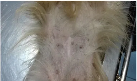 Figura 9- Dermatite descamativa na zona abdominal de um cão com LCan (Original). 