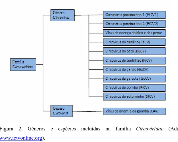 Figura  2.  Géneros  e  espécies  incluídas  na  família  Circoviridae  (Adaptado  de  www.ictvonline.org)