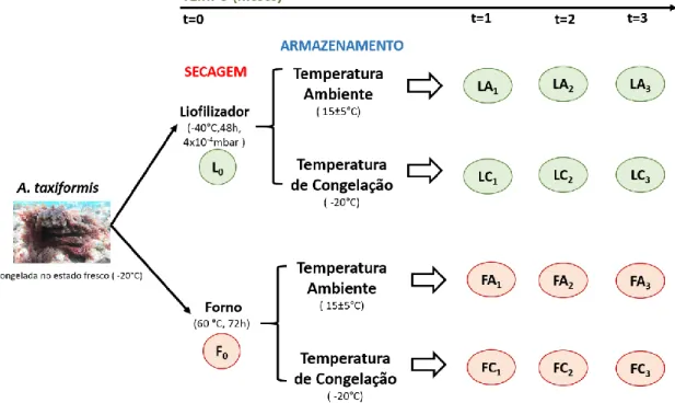 Figura 2: Planificação do estudo de conservação da qualidade da biomassa da A. taxiformis em função de diferentes  condições de secagem (liofilizador vs