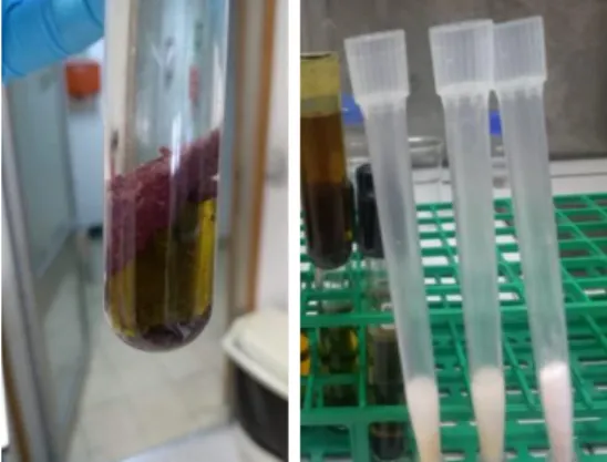 Figura 4: Determinação do teor de lípidos totais da A.taxiformis, segundo a metodologia de Folch: à esquerda, tubo para  primeira extração da fase orgânica (inferior); à direita, colunas de algodão com sulfato de sódio anidro para filtração da fase  orgâni