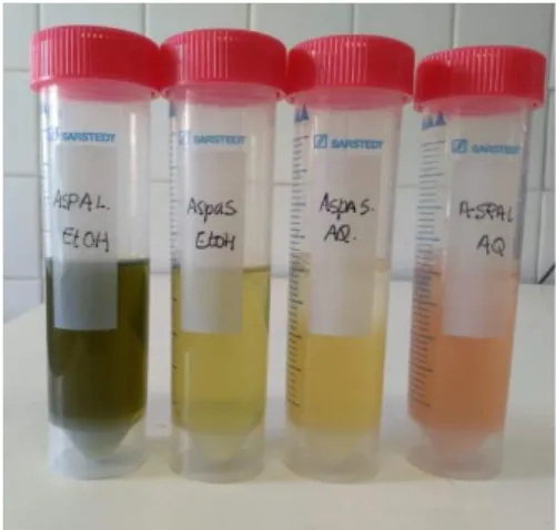Figura 5: Extratos aquosos e etanólicos das amostras F 0  e L 0  da A. taxiformis. Ana Sousa, Abril, 2019