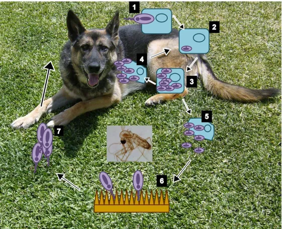 Figura 5- Esquema de ciclo de vida de Leishmania infantum  