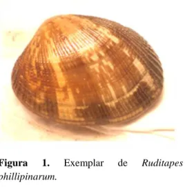 Figura  1.  Exemplar  de  Ruditapes  phillipinarum. 