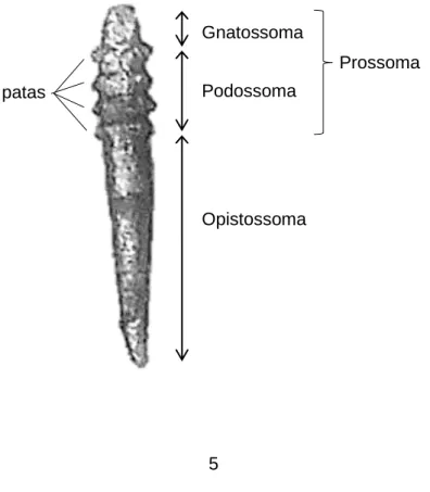 Figura 1. Morfologia de uma fêmea de Demodex canis (320x) (fotografia original). 