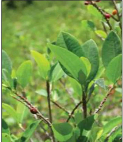 Figura 2 - Erythroxylum coca 1 . 