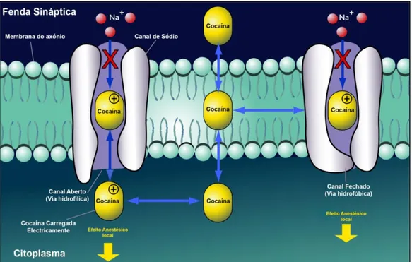 Figura 5 - Mecanismo de ação da cocaína nos canais de sódio (Na + ) da membrana dos  neurónios