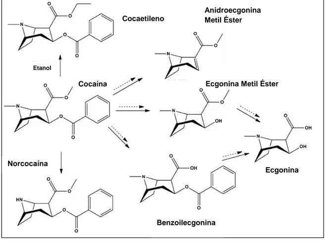 Figura 6 - Metabolitos principais resultantes do metabolismo (                  ) e da degradação post  mortem ou in vitro (               ) da cocaína