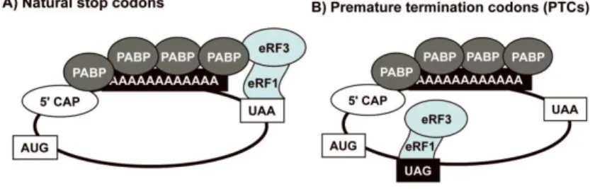 Figure 1.8 - Translation termination at normal stop codons and at premature termination codons