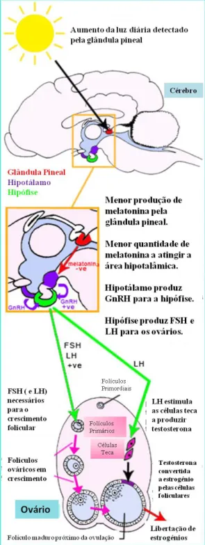 Figura 2: Influência da luminosidade (fotoperíodo) no ciclo éstrico da gata doméstica.