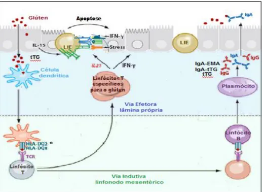 Figura 1 - Resposta imune adaptativa ao glúten na DC 