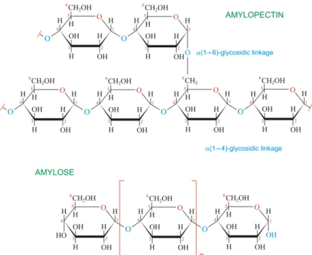 Figura 2 - Composição do amido: amilose e amilopectina. [31] 