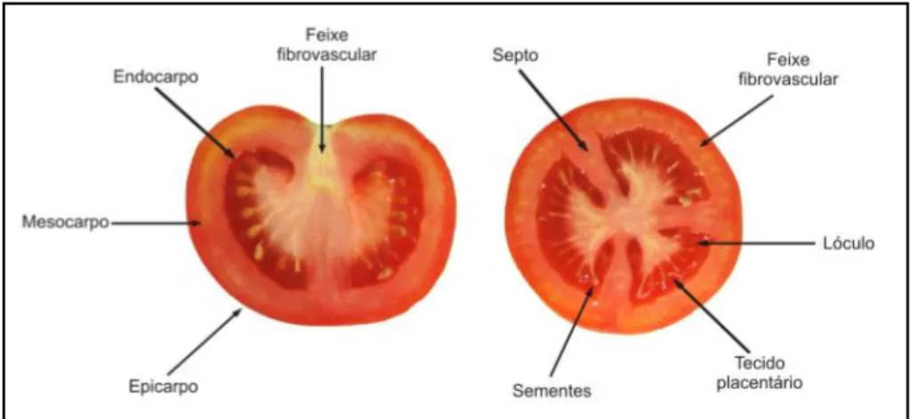 Figura 3. Representação esquemática da morfologia do tomate (Fonte: (Ferrari, 2008)) 
