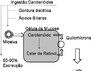Figura 5 – Absorção de Carotenóides n