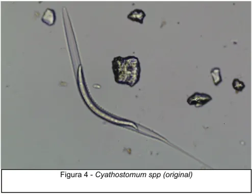 Figura 4 - Cyathostomum spp (original)