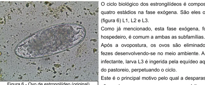 Figura 6 - Ovo de estrongilídeo (original)