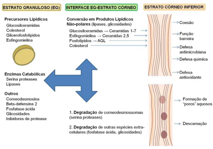Figura 5: A secreção dos corpos lamelares dita a localização de múltiplas funções ao  compartimento extracelular (adaptado de Elias, 2005)