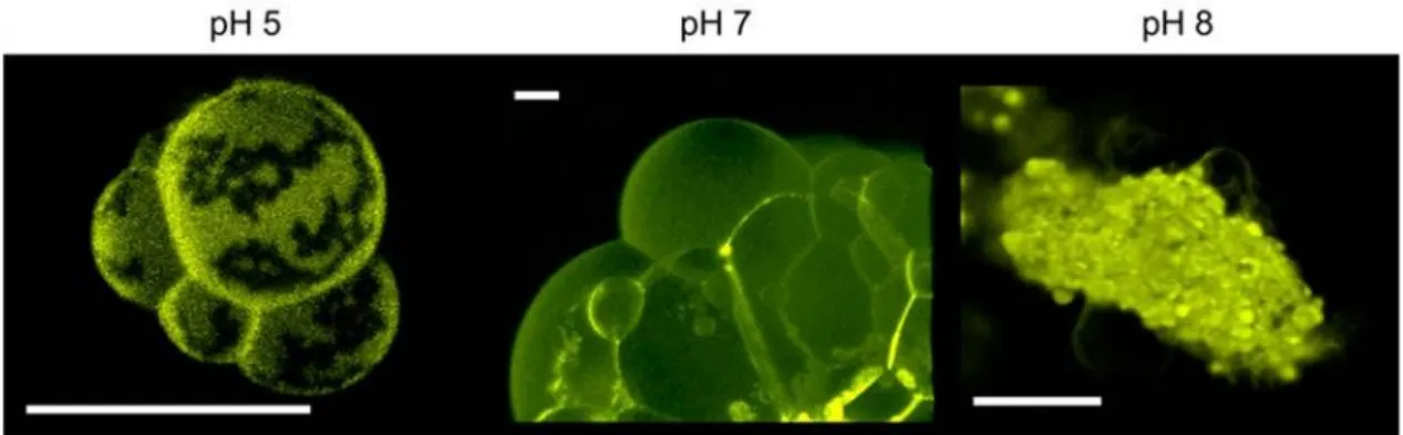 Figura 6: Efeito do pH nas membranas da fracção de ceramidas e colesterol extraídas dos  lípidos de estrato córneo humano ( HSC (Cer/Chol))/ácidos gordos livres (AGL) (utilização de  imagem autorizada pelos autores Plasencia, Norlén, &amp; Bagatolli, 2007)