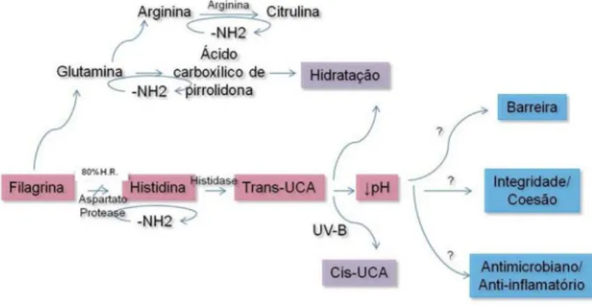 Figura 8: Funções potencialmente afectadas pelo metabolismo da filagrina no estrato  córneo (adaptado de Elias, 2005)
