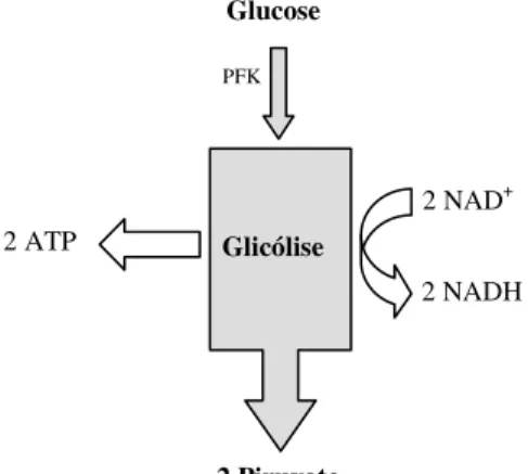 Figura 1. Glicólise (Bolton, 2007). Imagem adaptada. 