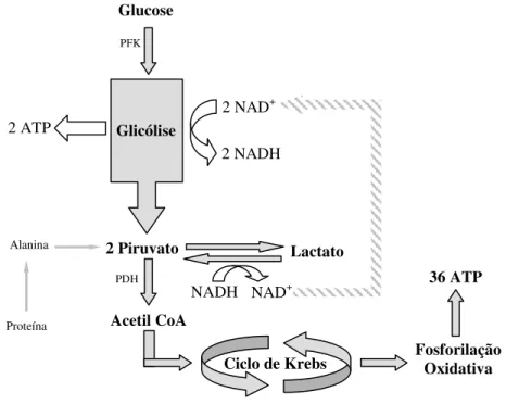 Figura 2. Glicólise, ciclo de Krebs e fosforilação oxidativa (Berg, Tymoczko &amp; Stryer, 2004a)