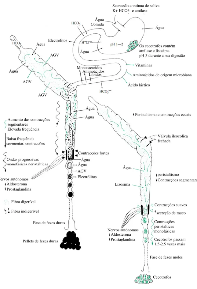 Figura 4. Actividade do sistema digestivo do coelho durante a excreção de fezes duras e cecotrofos  (Harcourt-Brown, 2002)