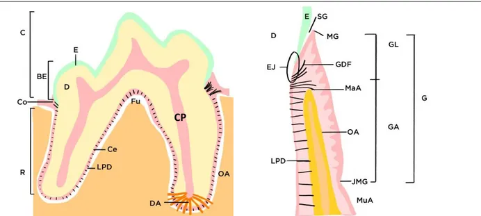 Figura  1  -  Anatomia  geral  do  dente  (A)  e  dos  tecidos  periodontais  (B).  (Adaptado  de:  Gracis,  M