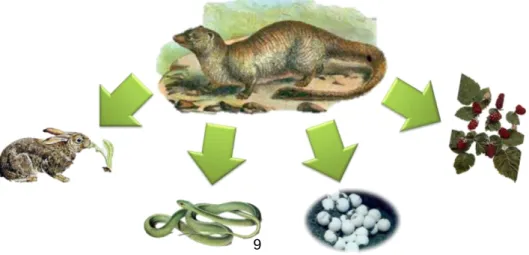 Figura  7.  -  Principais  presas  e  alimentos  presentes  na  dieta  do  sacarrabos  (ilustração  original)