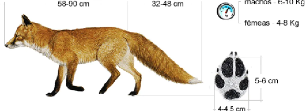 Figura 10. - A raposa (Vulpes vulpes silacea) (adaptado de Carnivora, 2012).  
