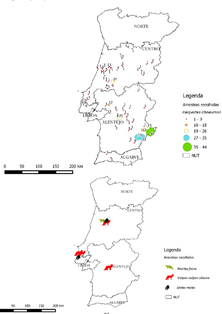 Figura 13. - Mapas de distribuição das amostras de sacarrabos (acima) e outros carnívoros  silvestres  (abaixo)  presentes  no  estudo,  em  Portugal  continental  (Sistema  de  Informação  Geográfica QGIS®)