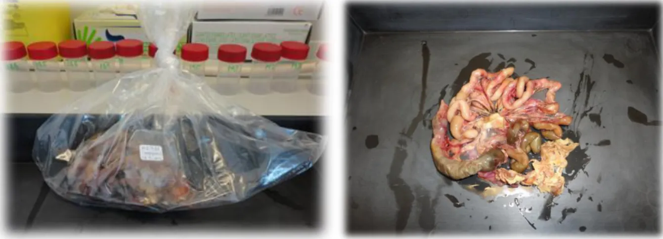 Figura 14. - Amostra em saco individual devidamente identificado (esquerda) e intestino não  processado (direita) (fotografias originais)