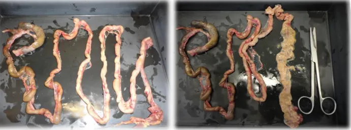 Figura 15. – Preparação (esquerda) e abertura (direita) dos intestinos (fotografia original)