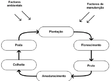 Figura 4 - Modelação do ciclo de crescimento das castas de uvas [Smith98] 