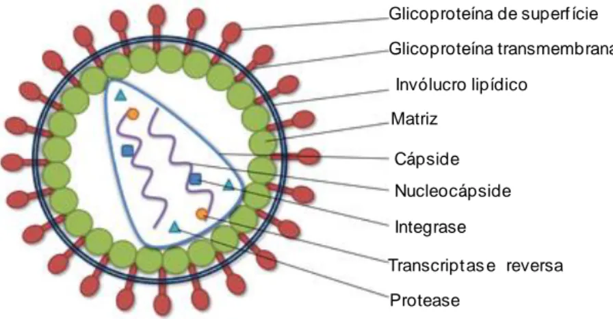 Figura 2: Imagem esquemática de um retrovírus, adaptado de O’Keefe (2013) 