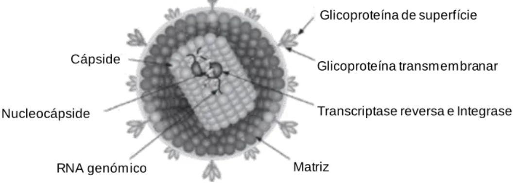 Figura 6: Esquema da morfologia do FeLV, adaptado de MacLachlan &amp; Dubovi (2011) 