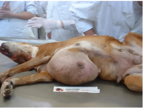 Figura 2. Cadáver de cadela com massa tumoral mamária, com cerca de 20 cm de diâmetro  (original)