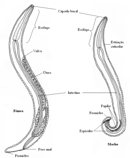 Figura 5: Morfologia típica do género Thelazia, fêmea e macho. 