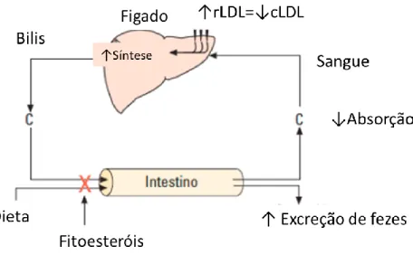 Figura 2. Metabolismo de colesterol (C) durante a inibição  da absorção intestinal por fitoesteróis o estanóis (Adaptado de Ros 2006)