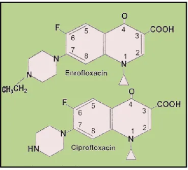 Figura 4 - Estrutura química da ciprofloxacina e enrofloxacina, adaptado de Papich e Riviere  (2010) 